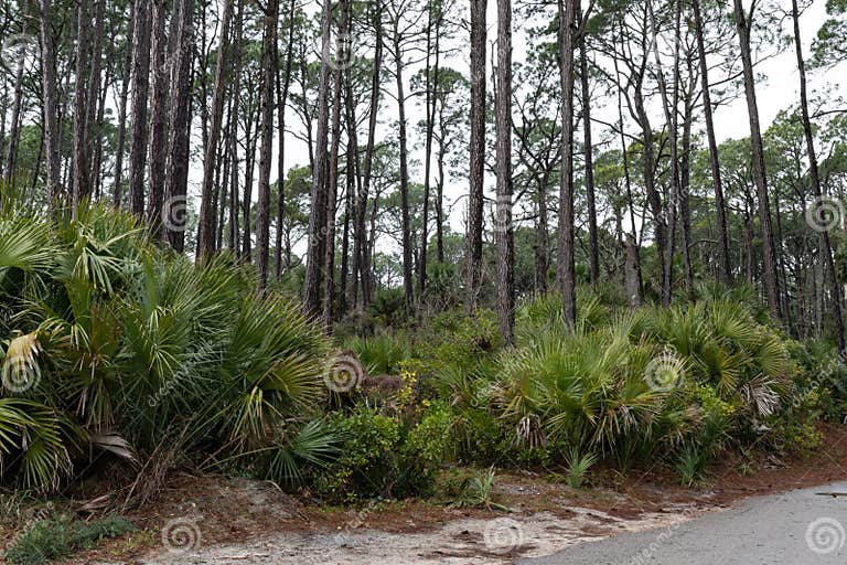 Palmettos and Brushy Undergrowth Below Tall Pine Trees, South Carolina