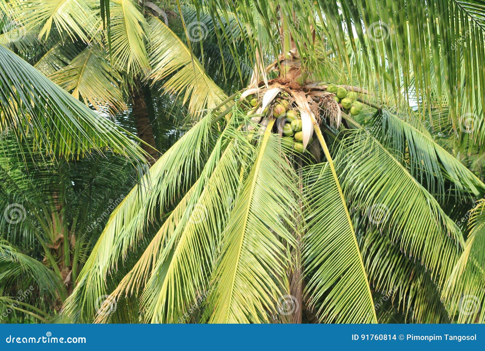 Palmier De Noix De Coco Photo Stock Image Du Coco Palmier 91760814