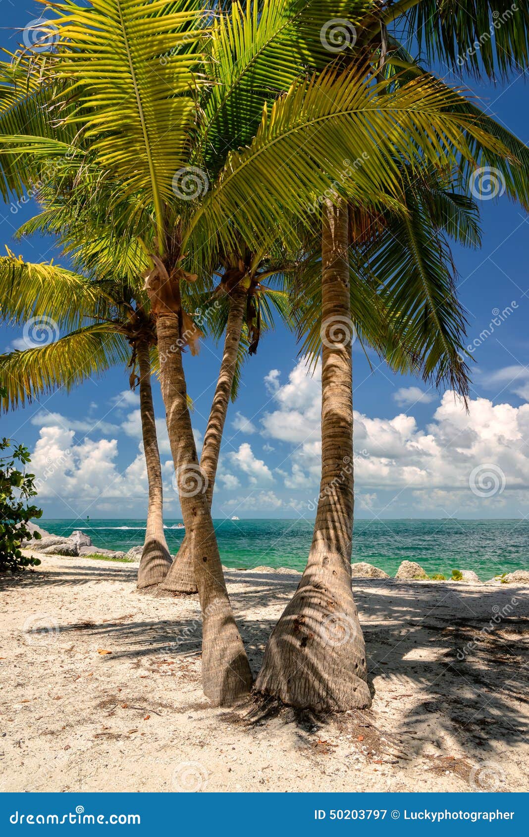 Palmier De Noix De Coco Sur La Plage Florida Image Stock Image Du Palmier Florida 50203797
