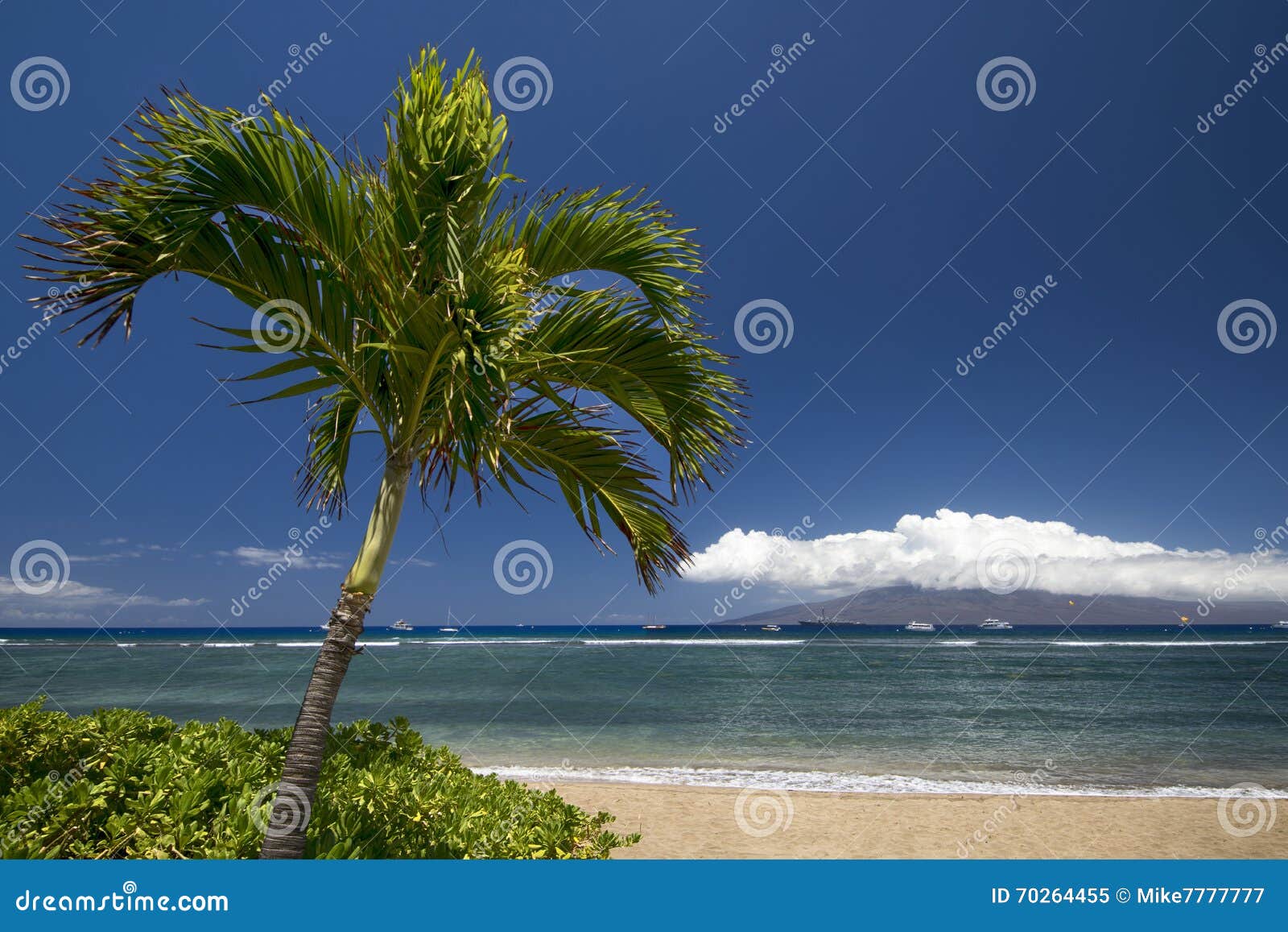 photo stock palmier et plage avec l île de lanai lahaina maui hawaï image