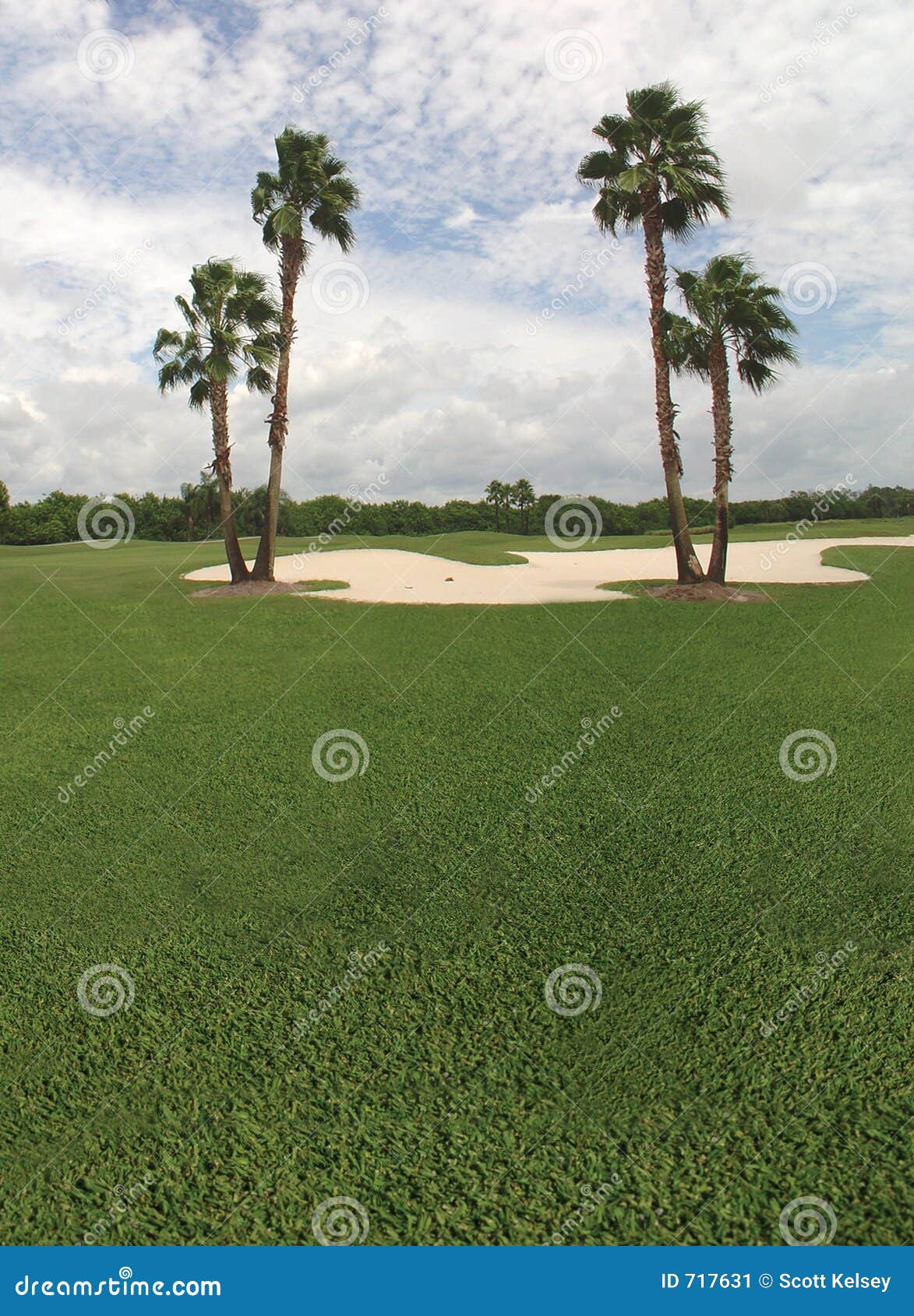 Palmier et terrain de golf. Terrain de golf de la Floride