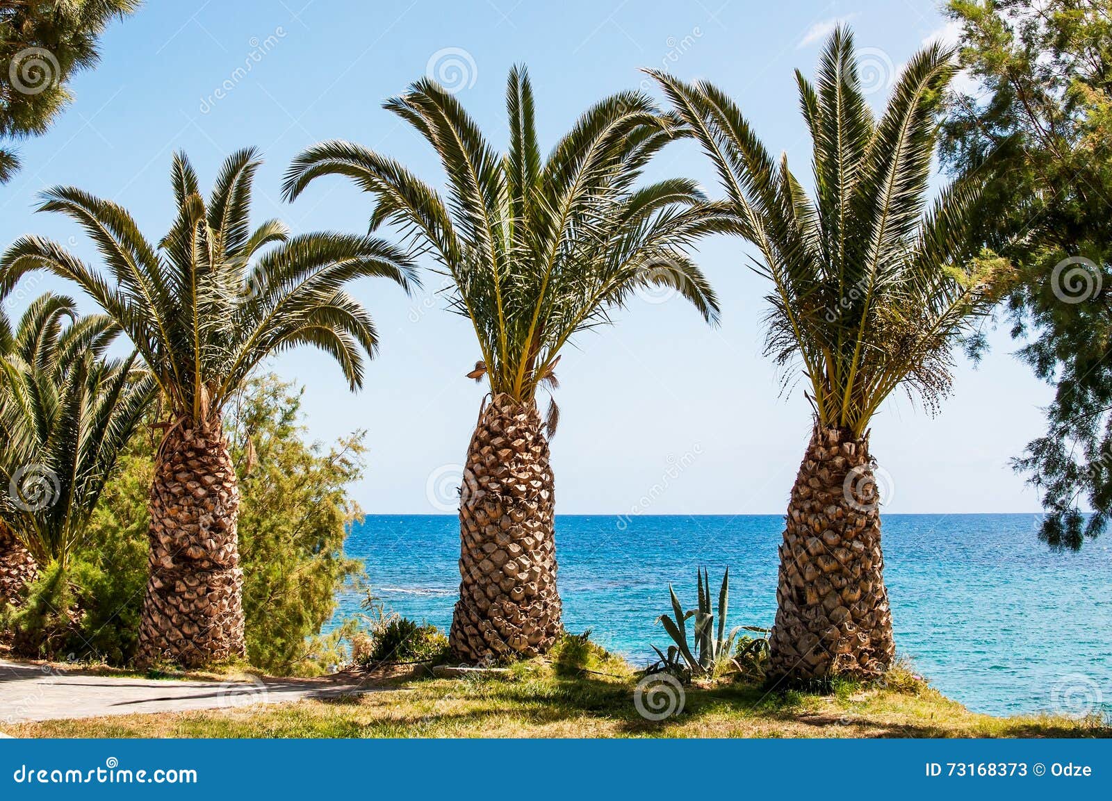 Palmiers De La Mer Méditerranée Sur Le Bord De La Mer, Crète, Grèce 