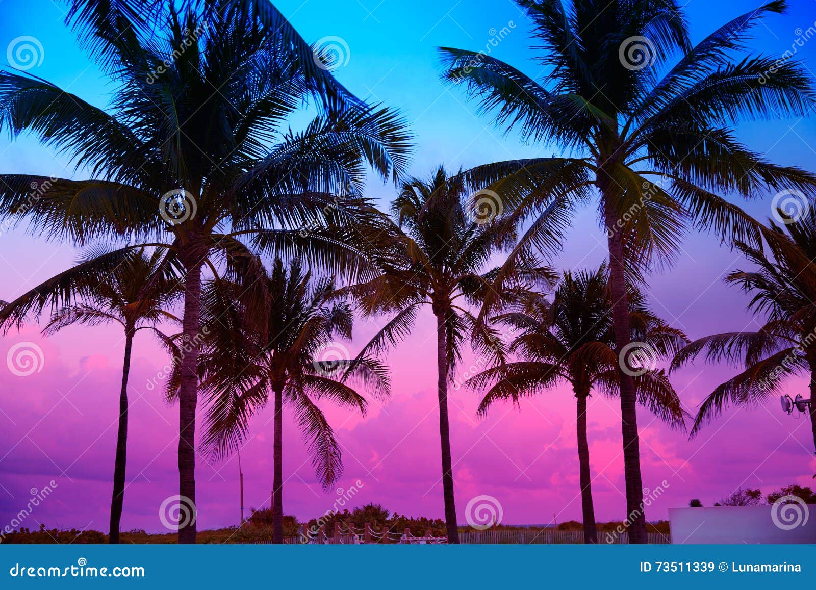 Palmiers Du Sud La Floride De Coucher Du Soleil De Plage De