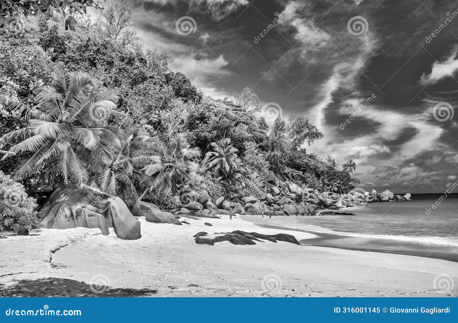 palms along the beach of seychelles islands