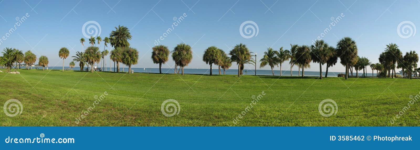 palms along florida coastline