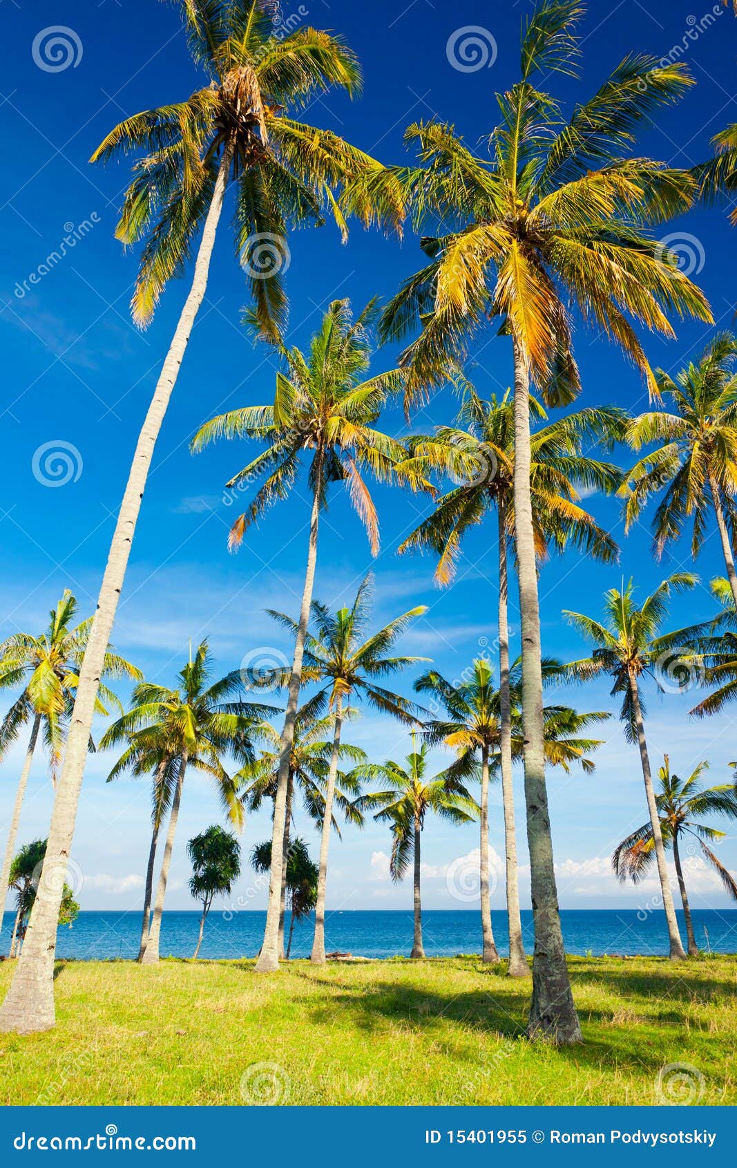 Palms on the beach stock image. Image of glow, scenery - 15401955