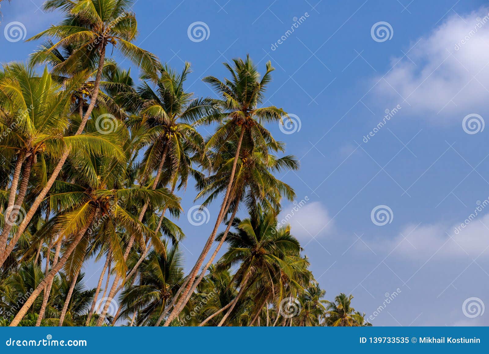 Palms and Beautiful Sky Background Stock Image - Image of scenery ...