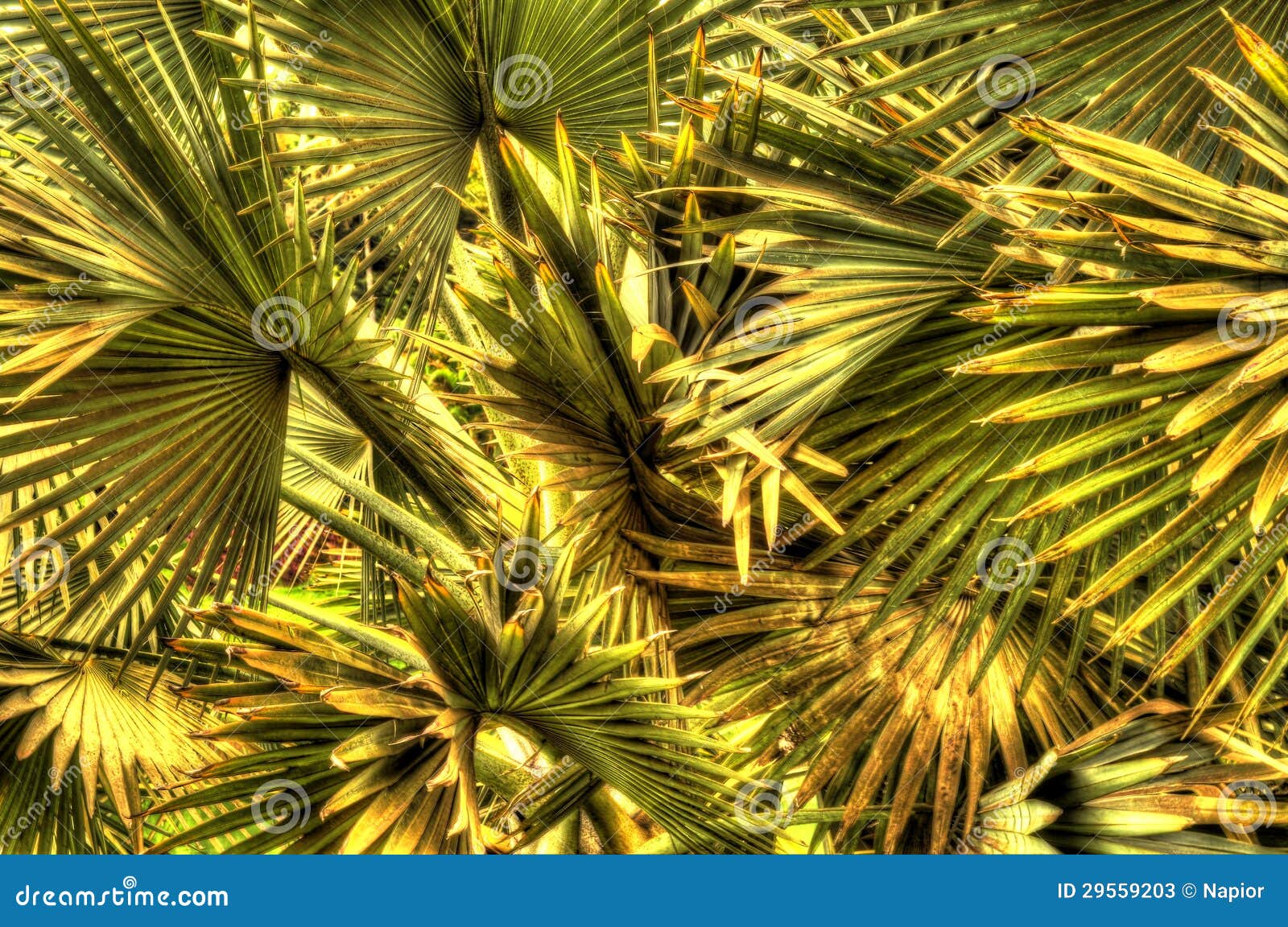 palms close-up