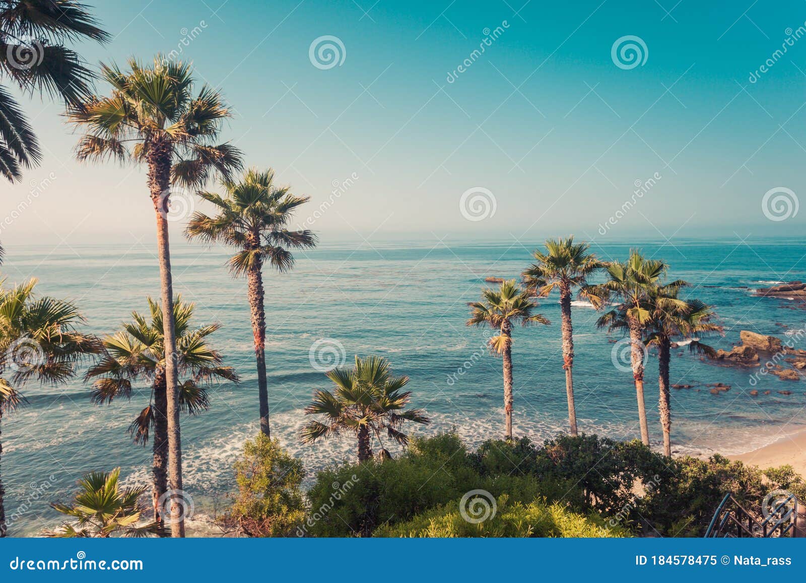 palms on a coast of laguna beach
