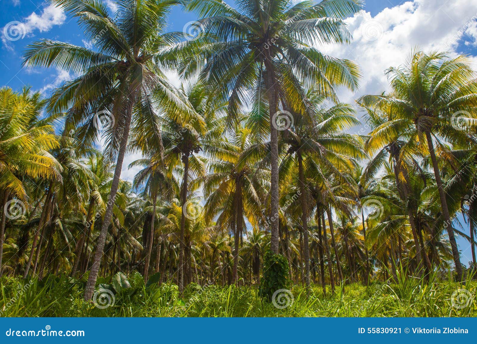 Palms stock image. Image of coconut, tree, tropical, exotic 55830921