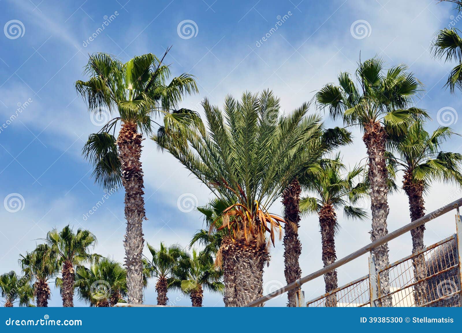 Palms in Cyprus stock photo. Image of trees, palms, green 39385300