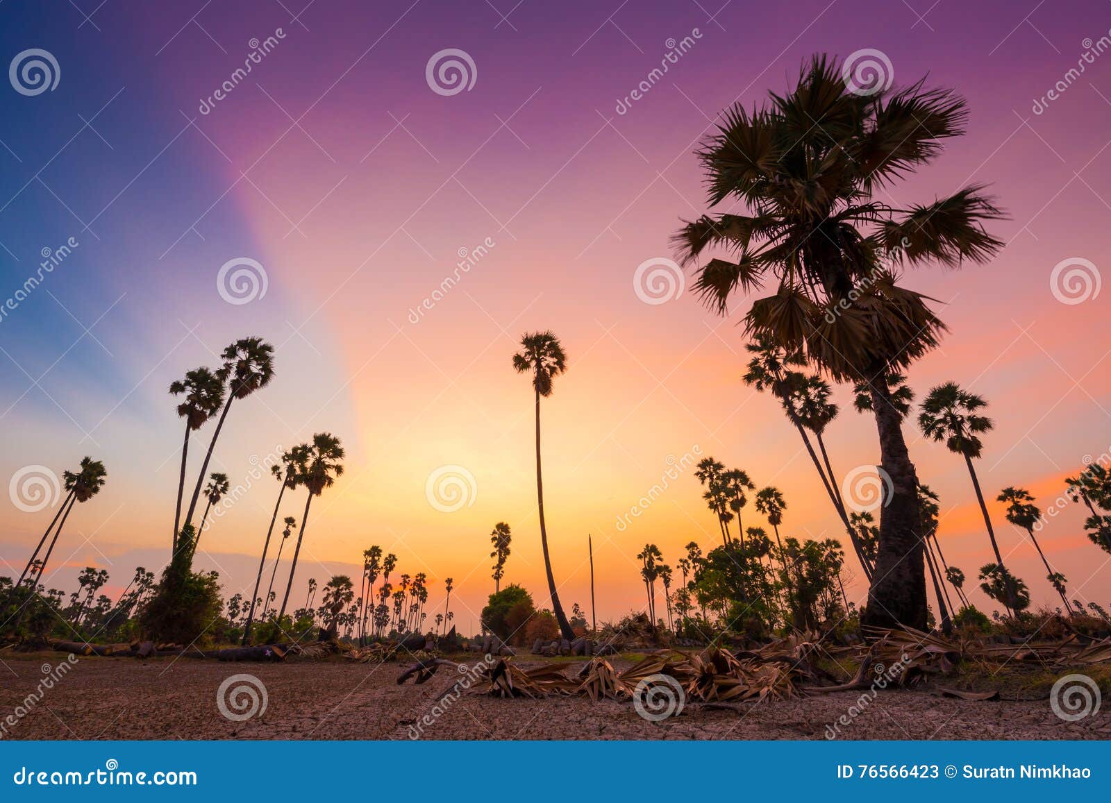 Palms on dry land. stock image. Image of palms, rural 76566423