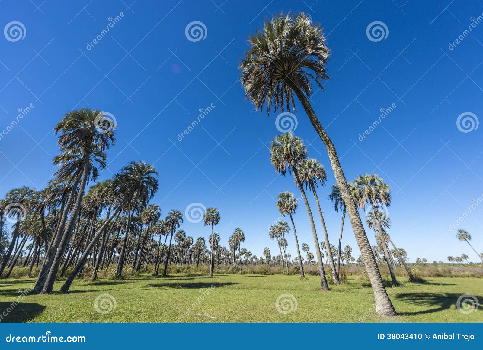 palms on el palmar national park, argentina