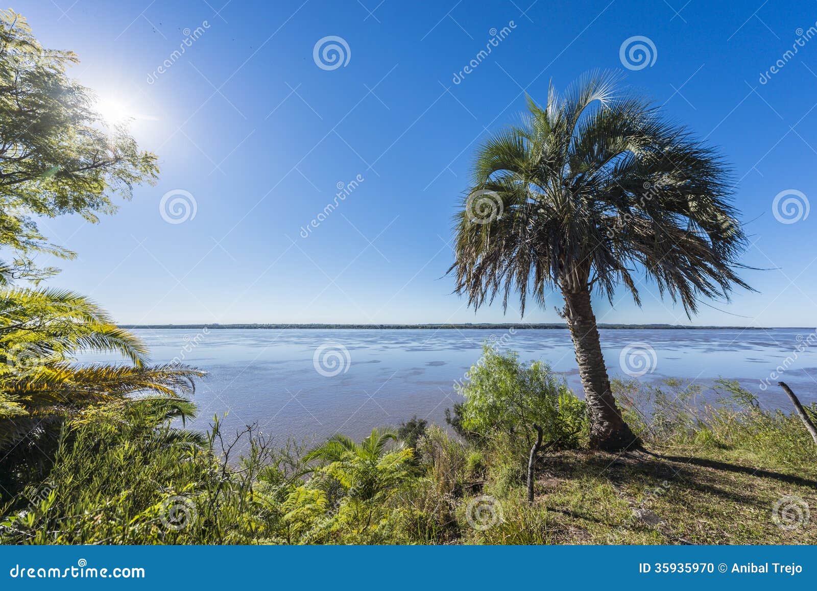 palms on el palmar national park, argentina