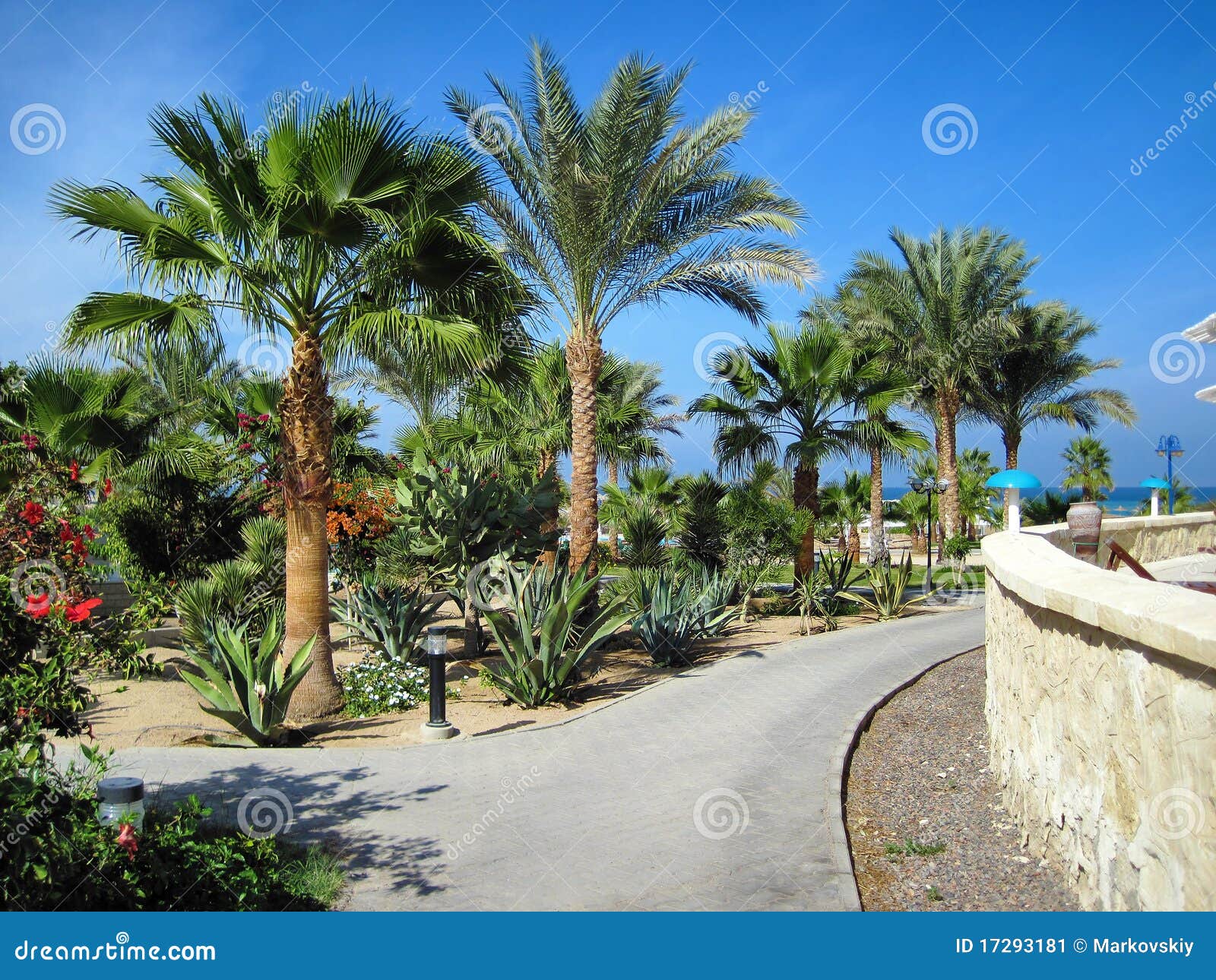 Palms and Evergreen Plants in Egypt Stock Image Image of resort