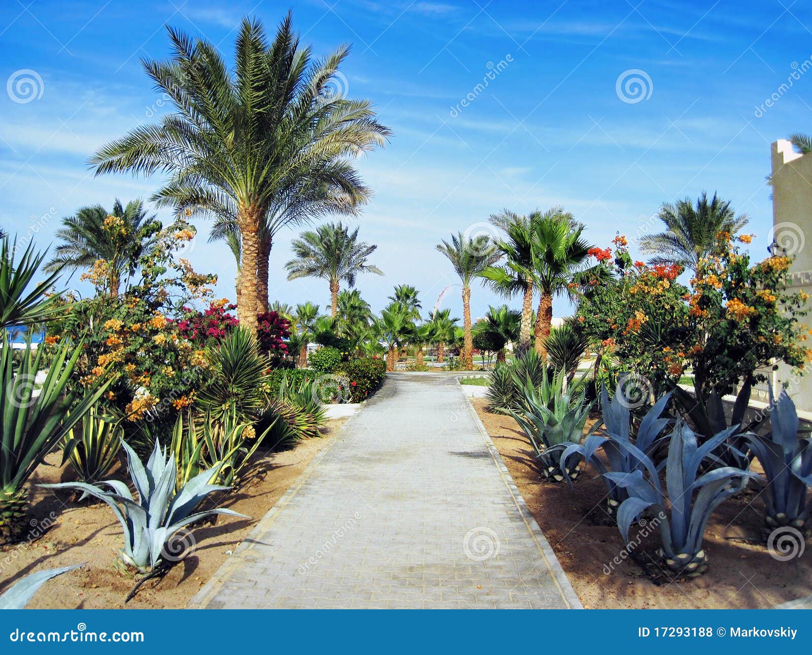 Palms and Evergreen Plants in Egypt Stock Photo Image of africa