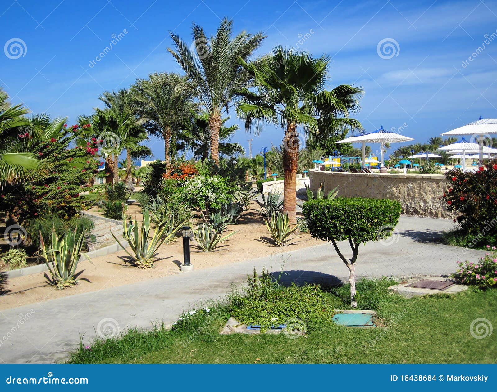 Palms and Evergreen Plants in Egypt Stock Photo Image of blue