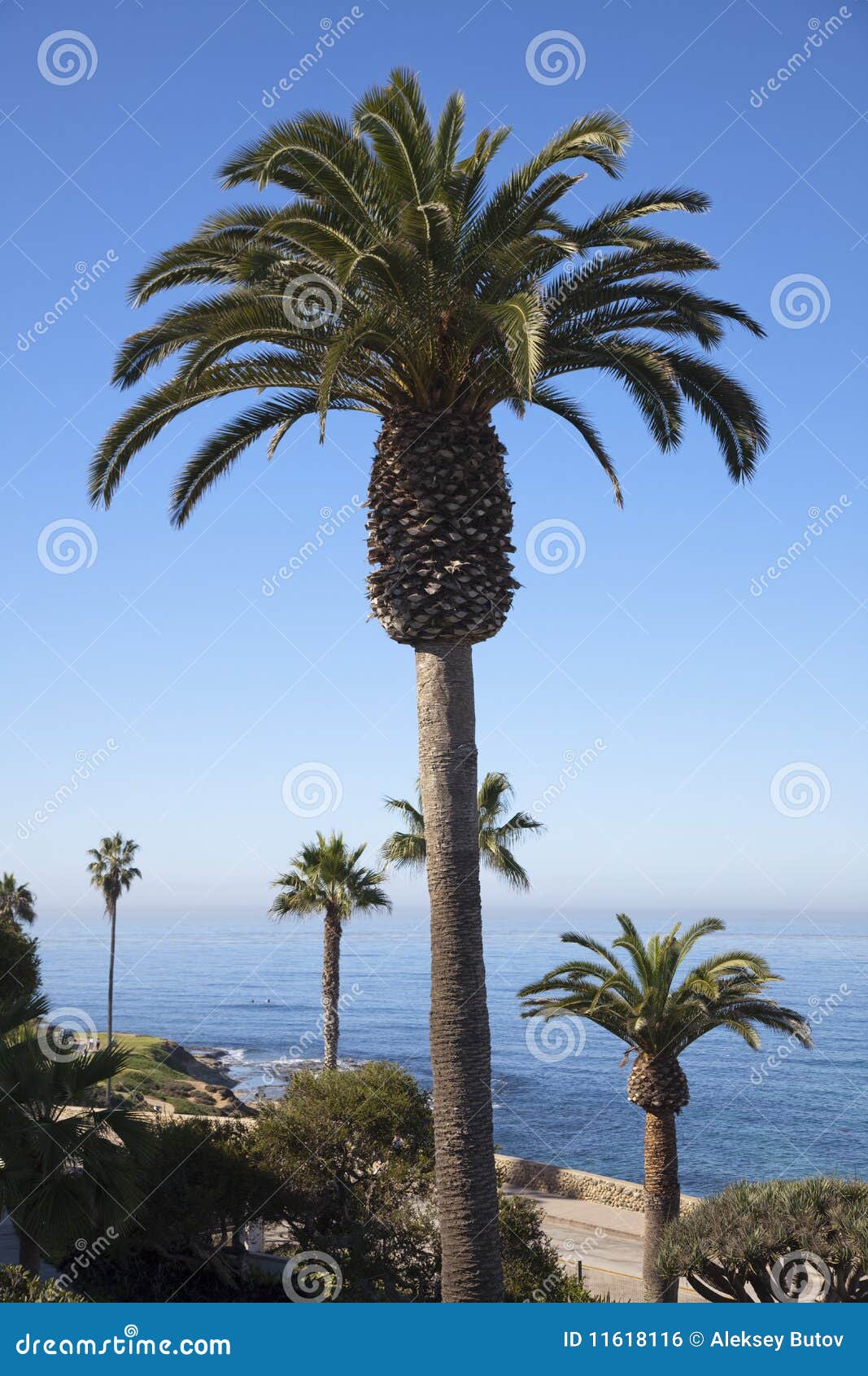 palms in front of pacific ocean