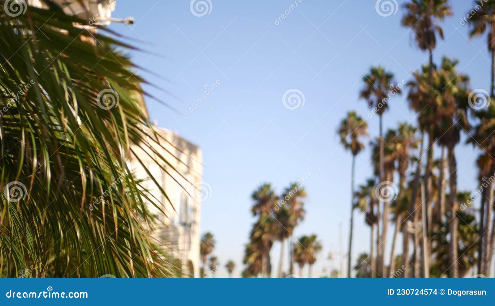 California Vibes, aesthetic, america, beach, la, night, palms