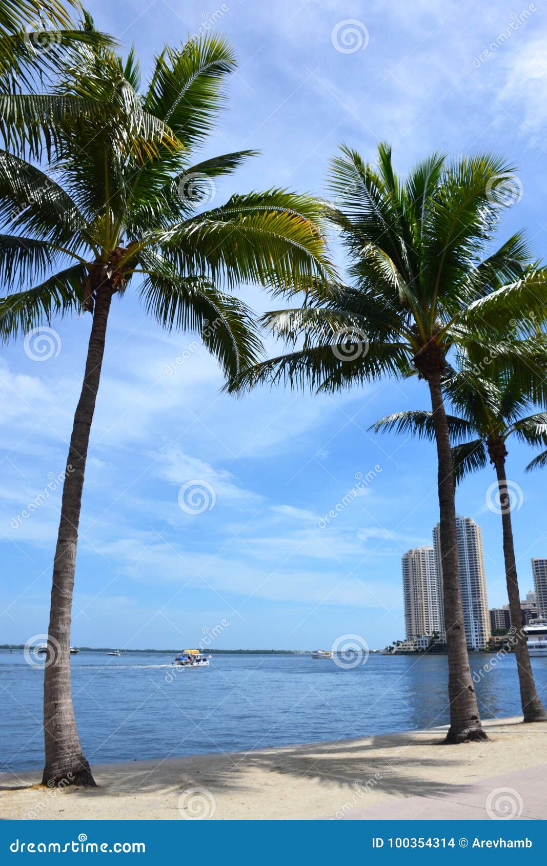 Palms at Miami Beach, Florida Stock Photo - Image of palms, summer