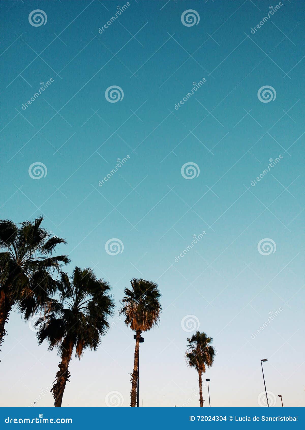 palms