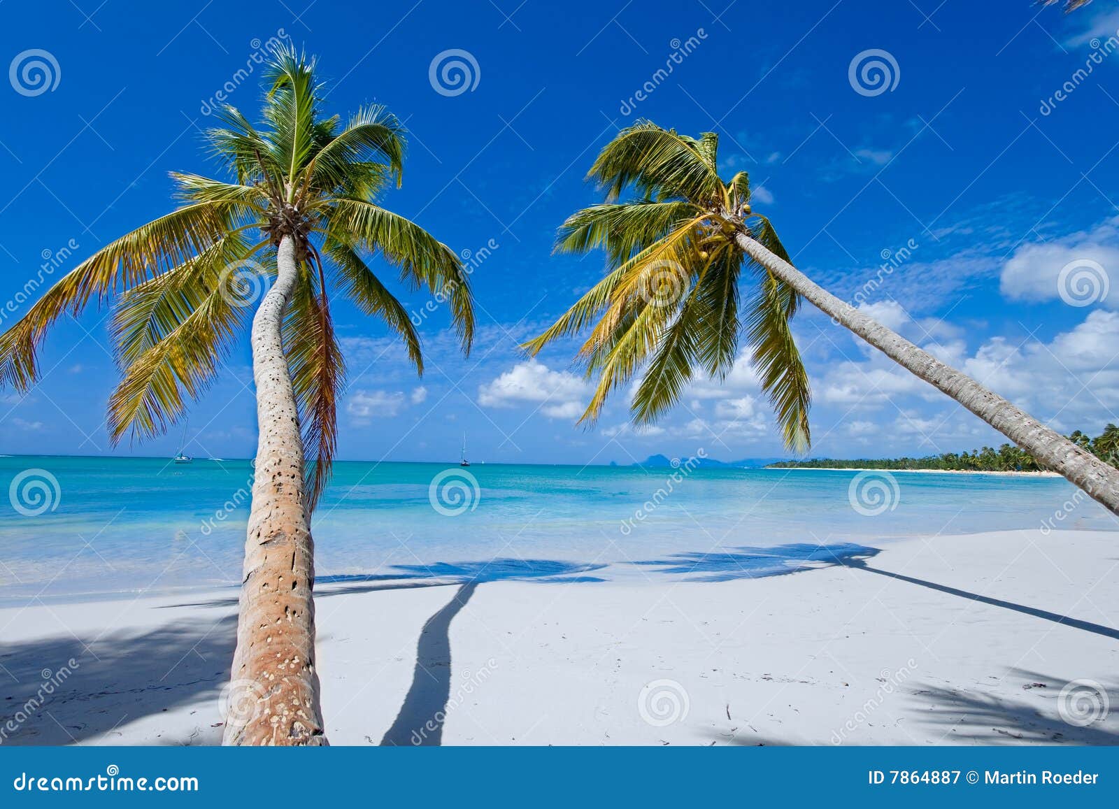 palms on paradise island (caribe)