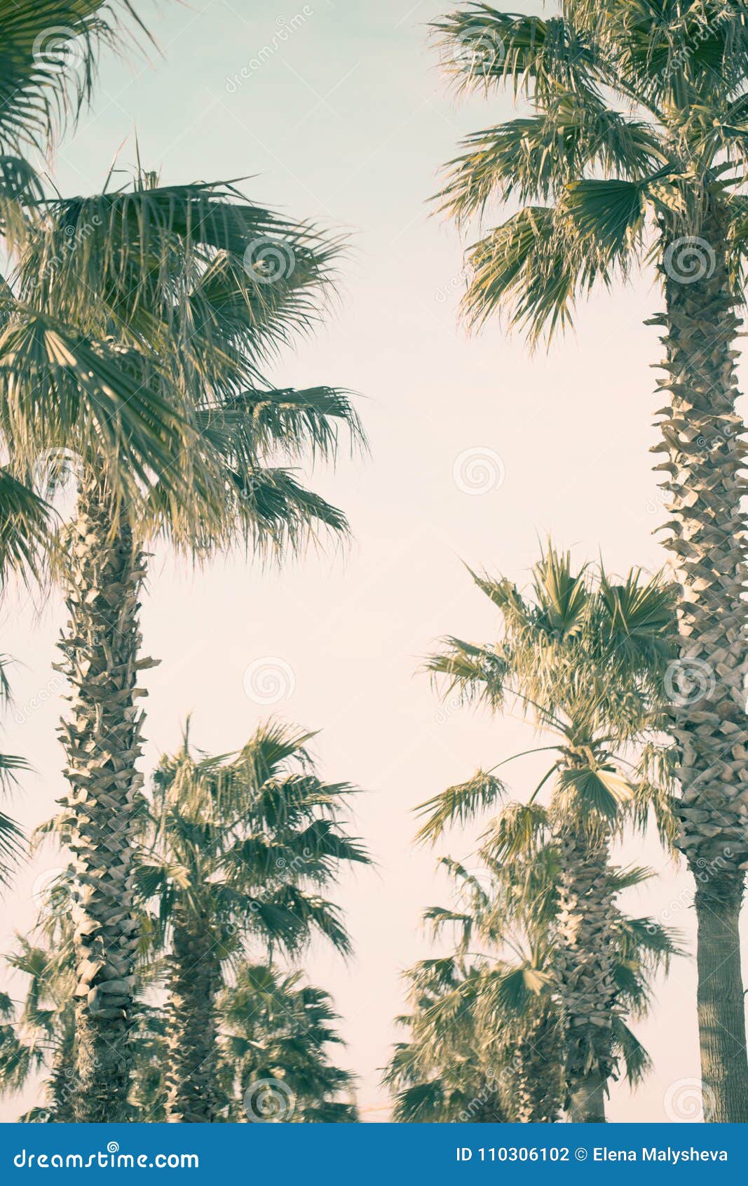 palm trees on the seaside boulevard