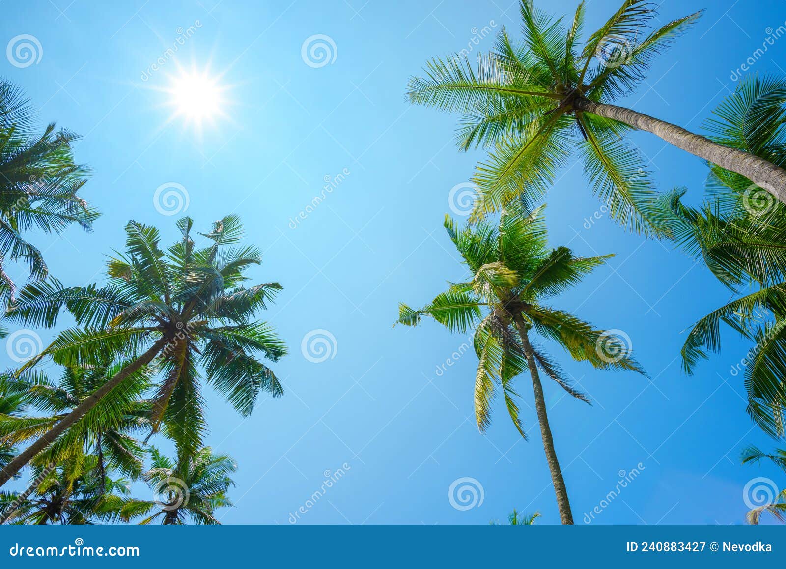 Palms with Shining Sun on Clear Blue Sky Stock Image - Image of exotic ...