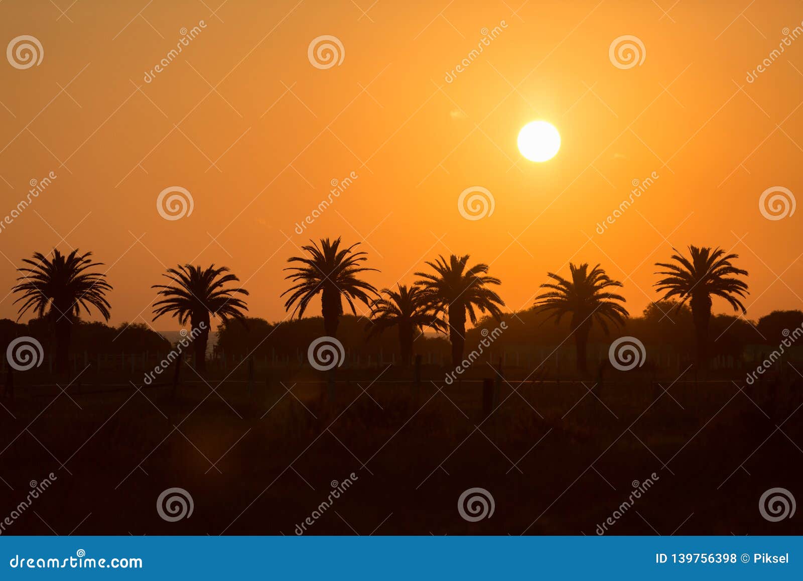 palms at sunset