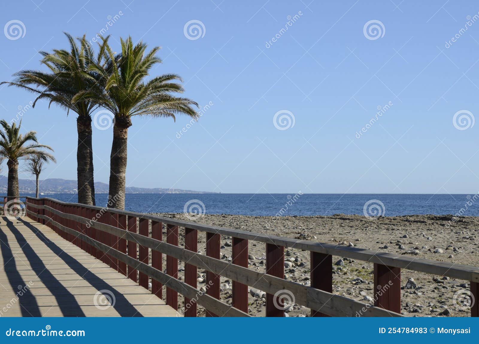 palms tree next to litoral path