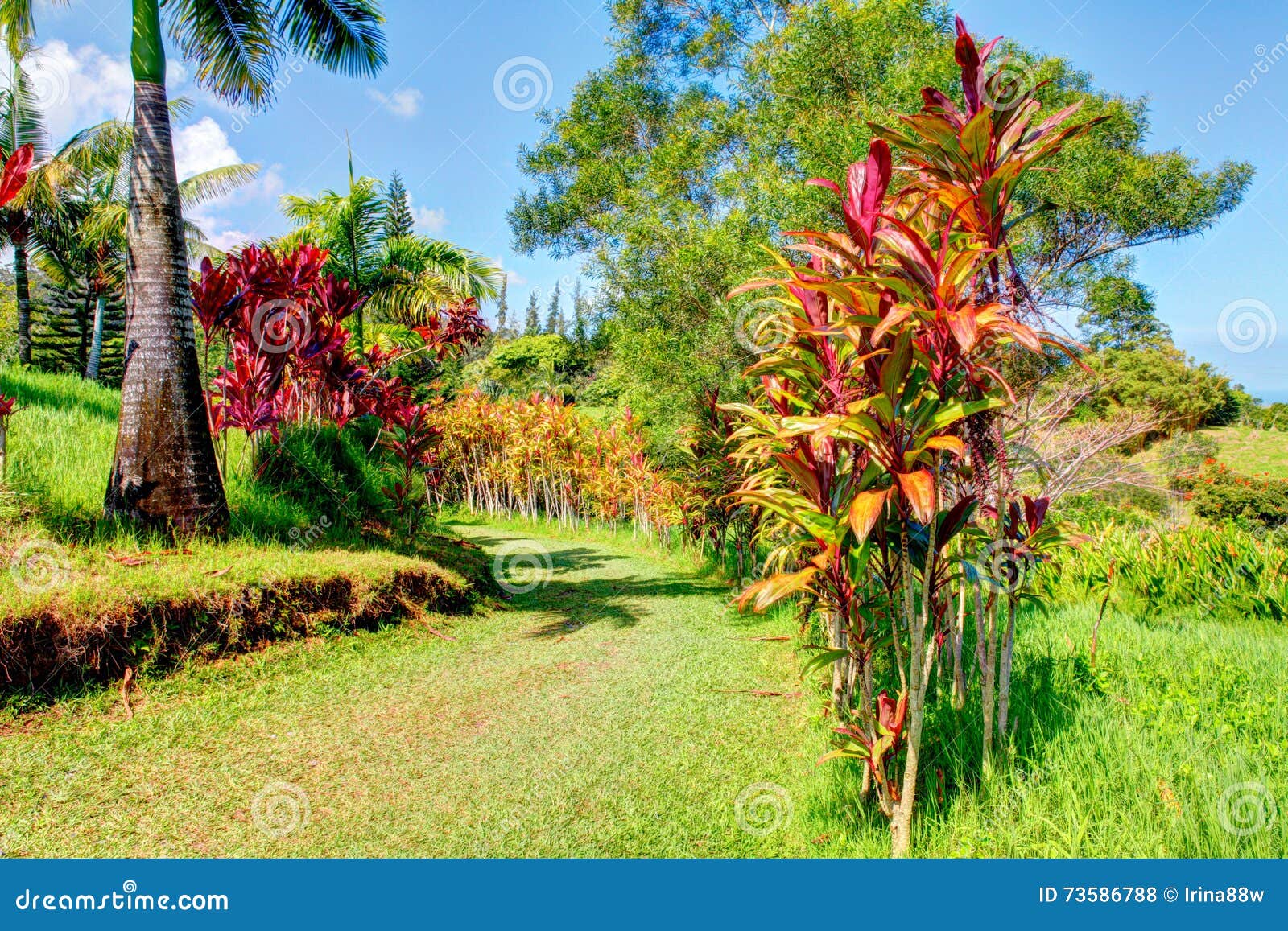 Palms In Tropical Garden Garden Of Eden Maui Hawaii Stock Photo
