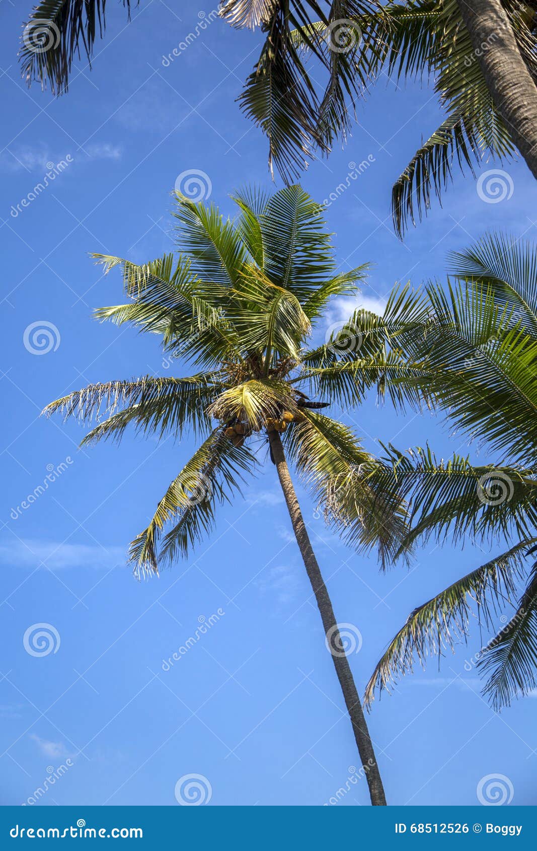 Palms stock photo. Image of nature, plant, india, sunrise - 68512526