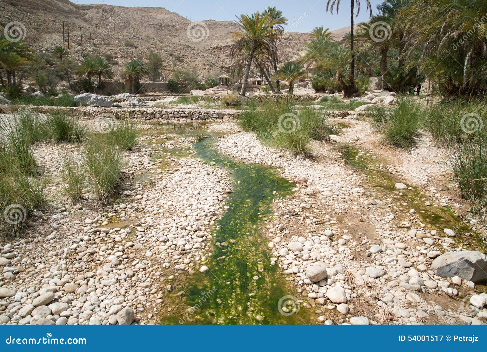 palms in wadi bani khalid