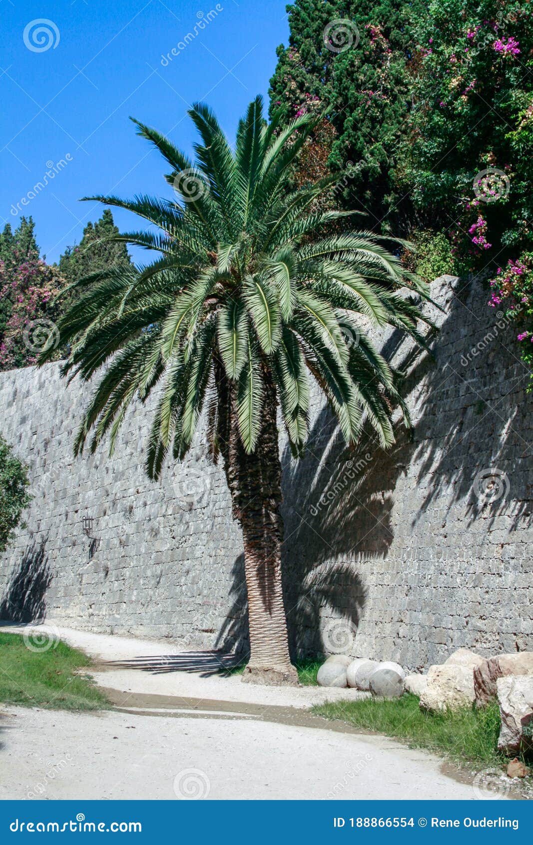 palmtree against medieval citywall