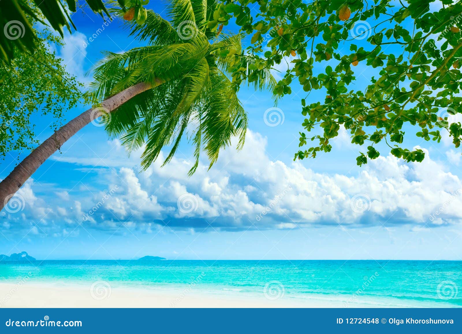 palmtree on the beach