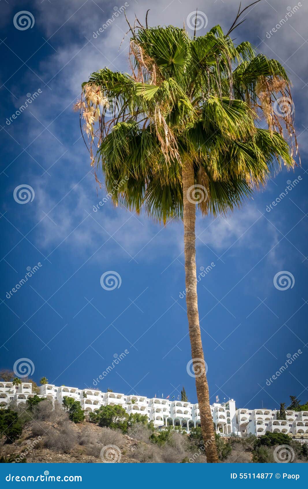 Palmtree grand avec les hôtels de flanc de coteau au Porto Rico à l'arrière-plan, mamie Canaria, Îles Canaries, Espagne