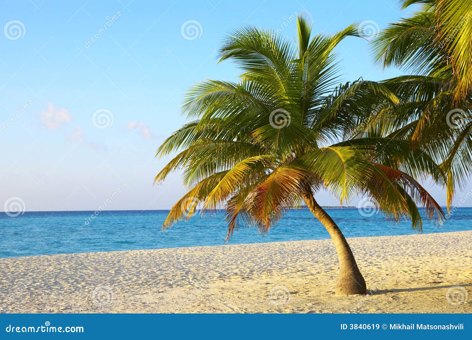 palmtree on a tropical beach