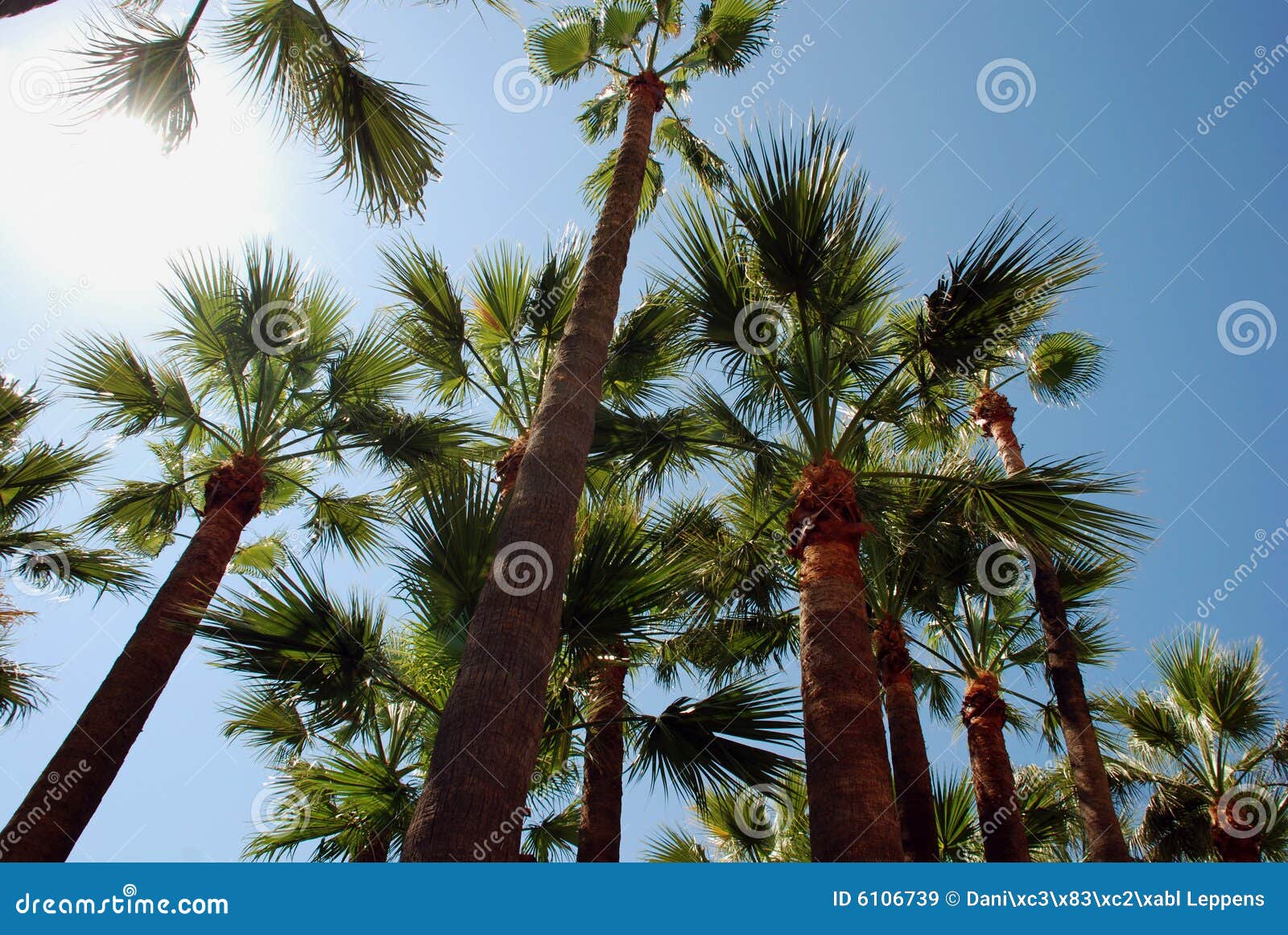 palmtrees on the beach in cannes