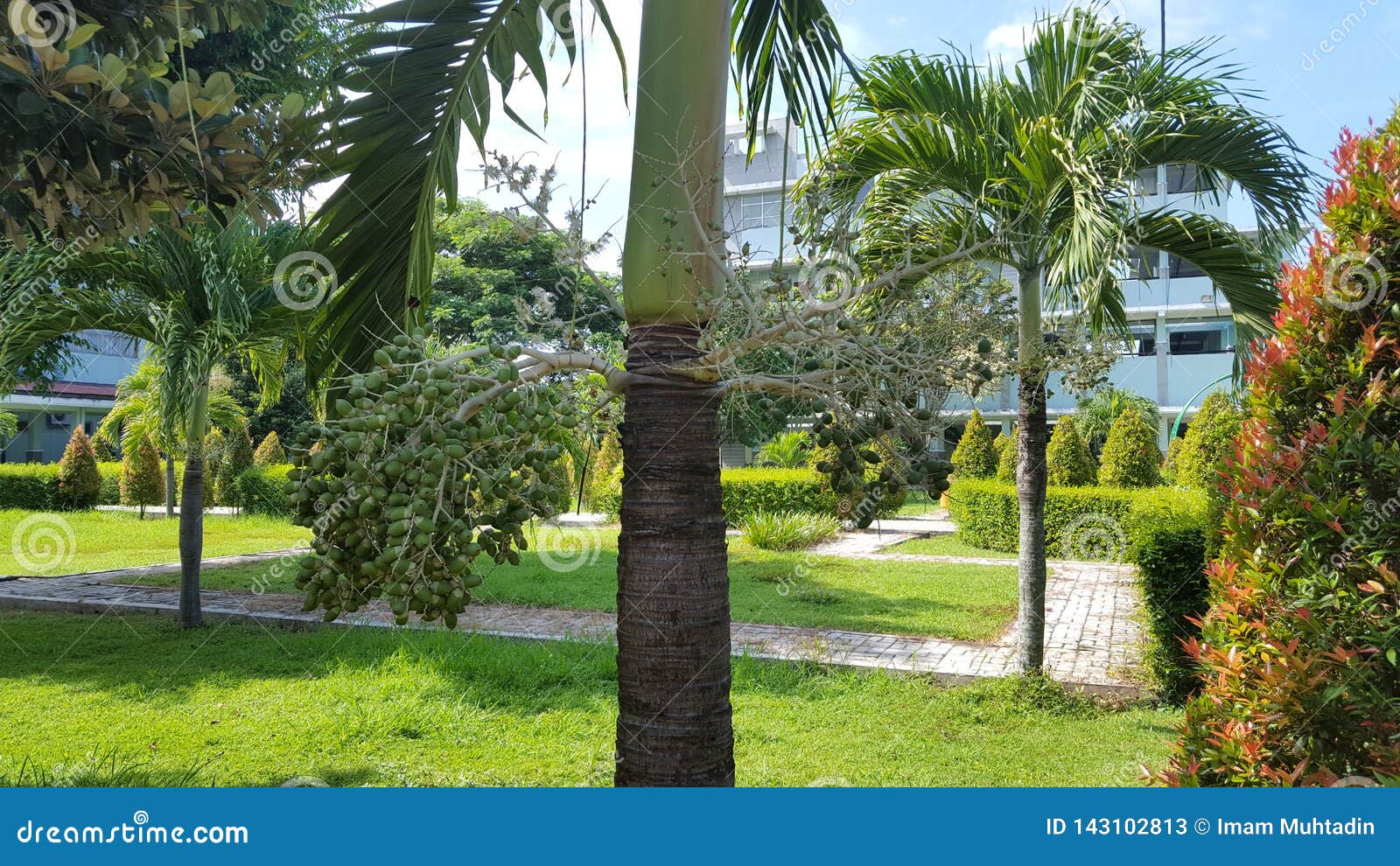 Palmtrees In Park Hospital With Natural Plants That Give The