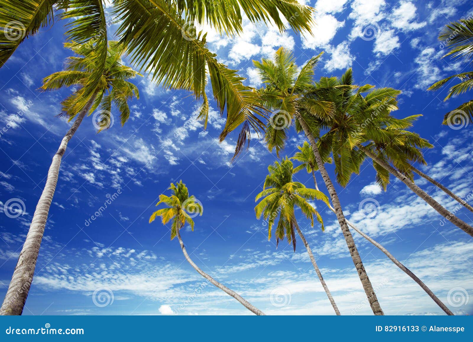 palmtrees and sky, maldives