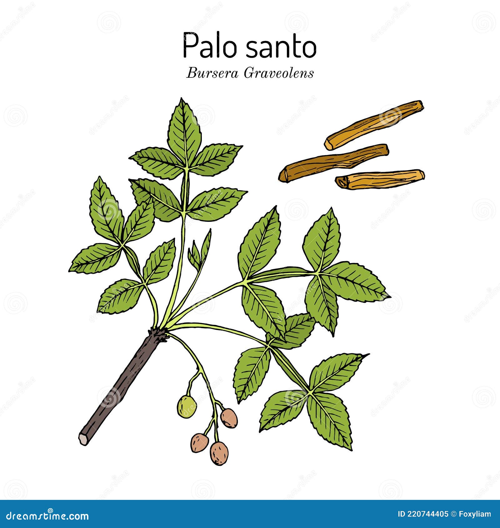 Palo Santo O Palo Santo Bursera Graveolens árbol Bosques Tropicales Planta Medicinal Ilustración Vector - Ilustración de trazado, verano: 220744405