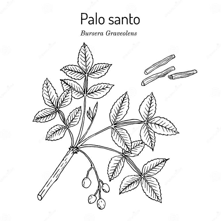 Palo Santo Ou Bursera Graveolens Sagrada Ilustração do Vetor Ilustração de floresta, desenhado