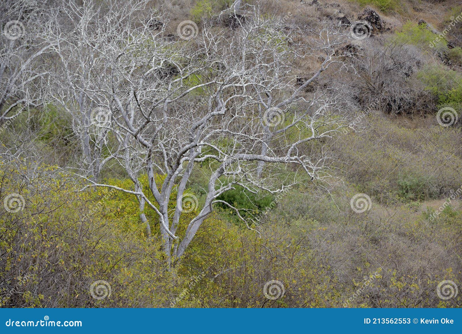 palo santo tree bursera graveolens, santiago island, galapagos islands