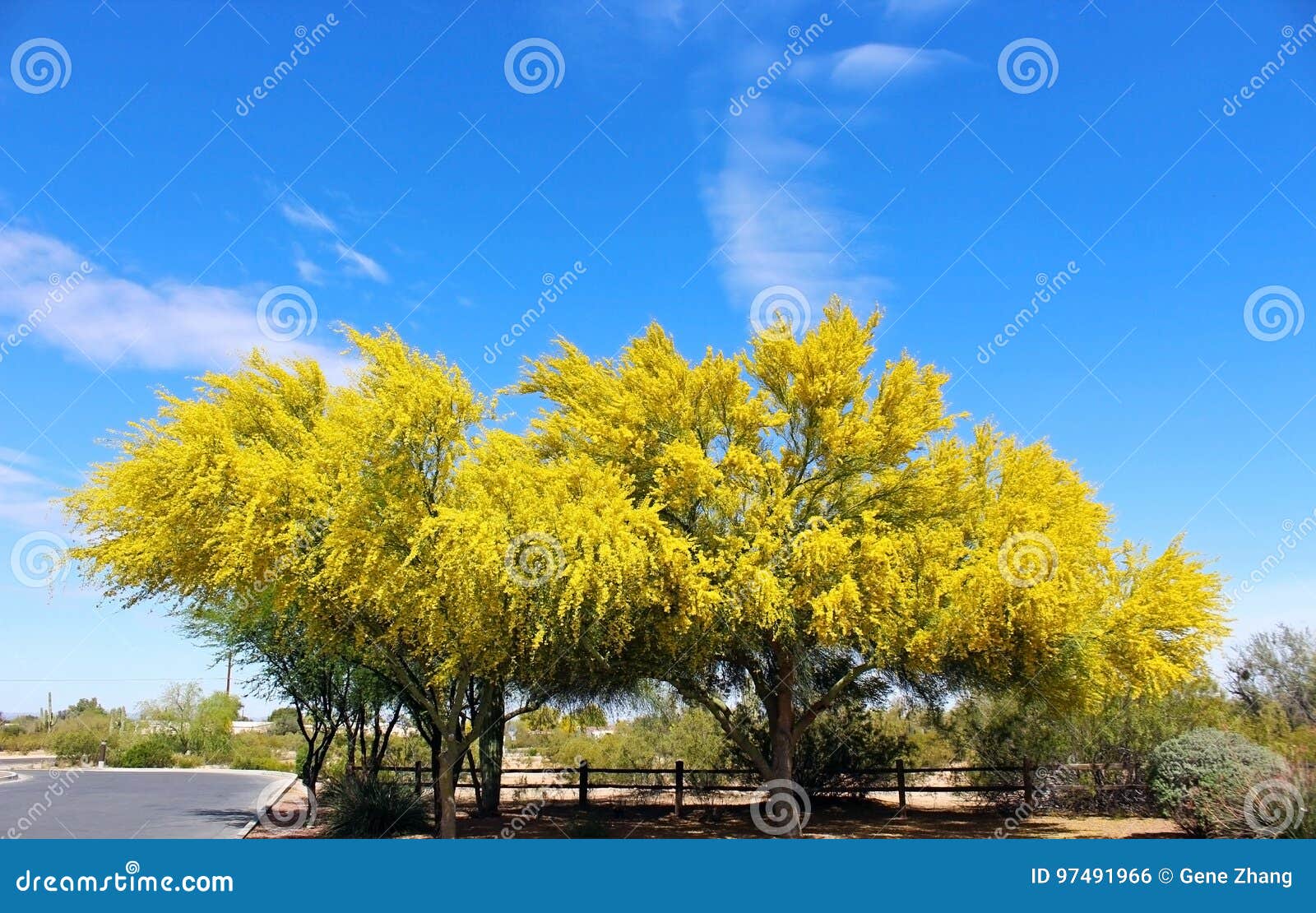 Palo Verde Der Zustandsbaum Von Arizona Stockfoto Bild Von Verde Palo 97491966