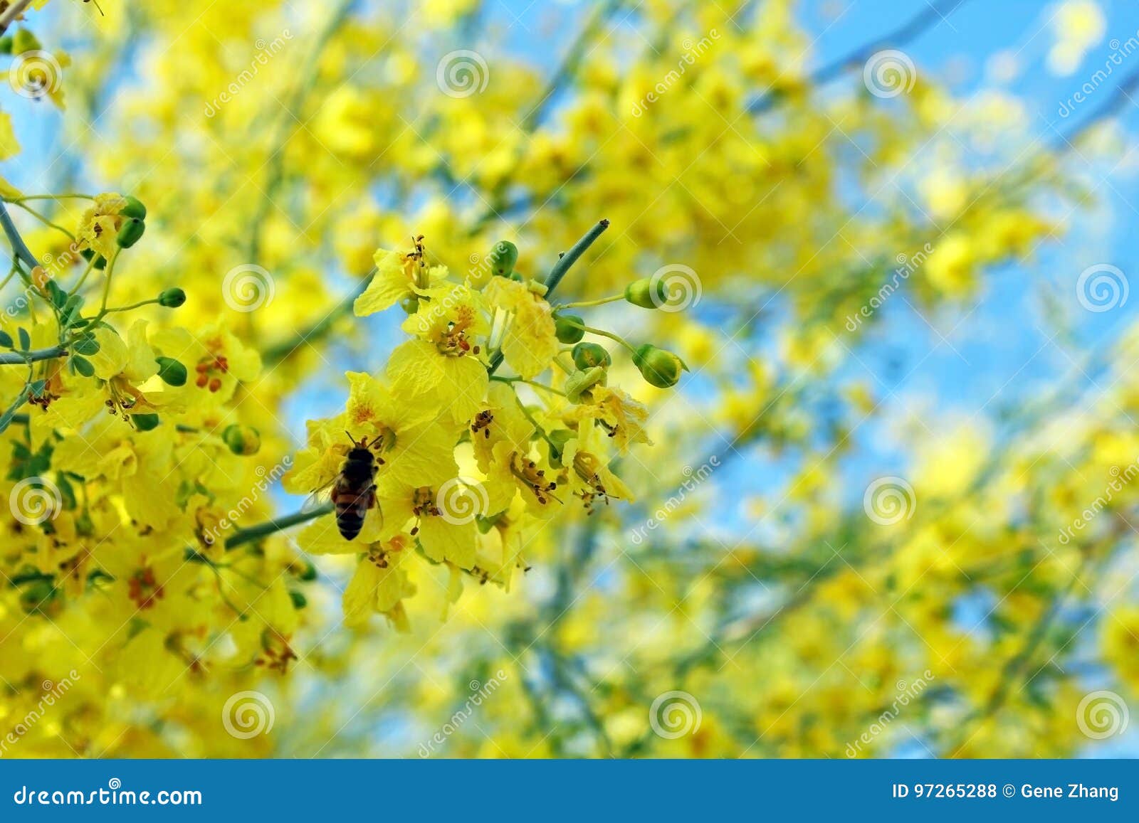 Palo Verde, schöner Zustandsbaum von Arizona. Der schöne gelbe blühende Zustandsbaum Palo Verde, auch angerufen Parkinsonia Florida, von Arizona sind in voller Blüte unter blauem Himmel im Frühjahr Honigbienen arbeiten an ihnen