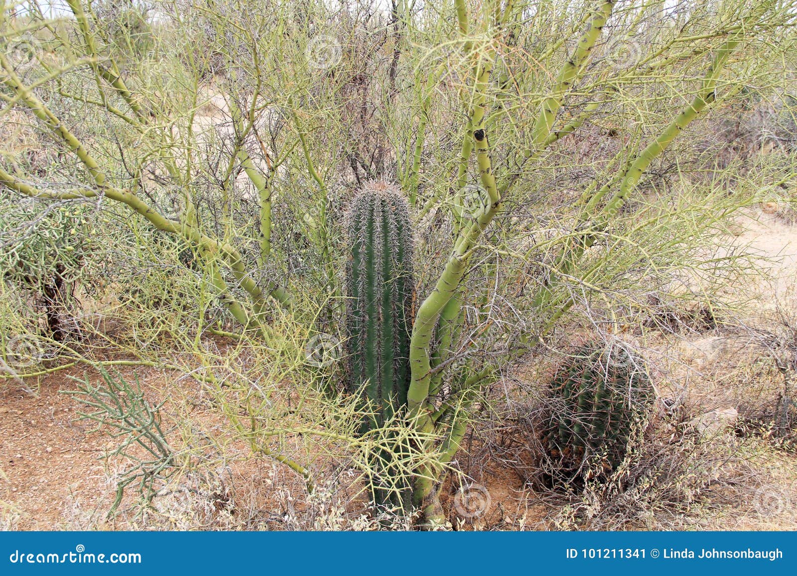 palo verde tree serves as nurse for saguaro