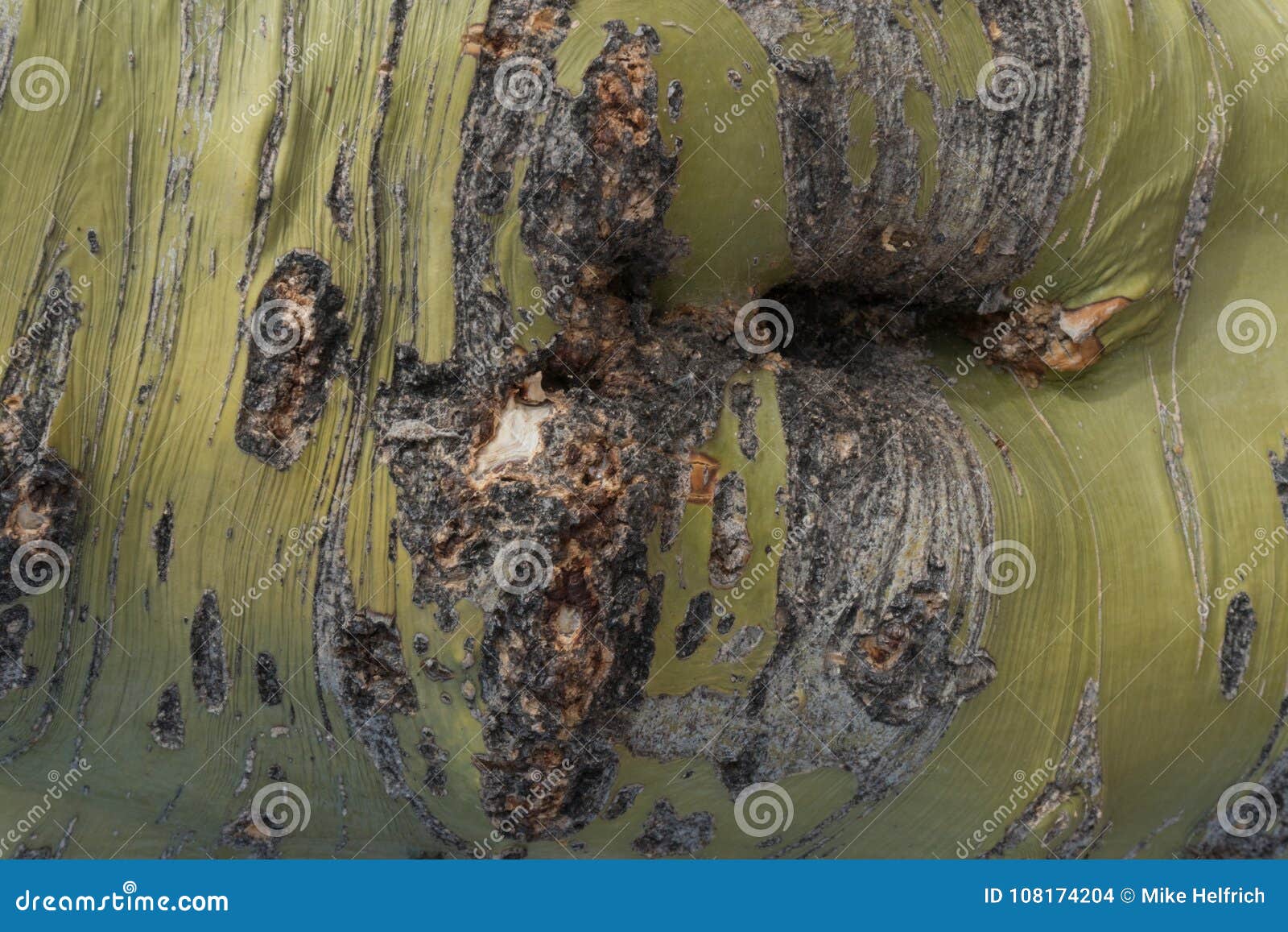 Close Up Of Palo Verde Tree Bark In Arizona. Stock Photo - Image of ...