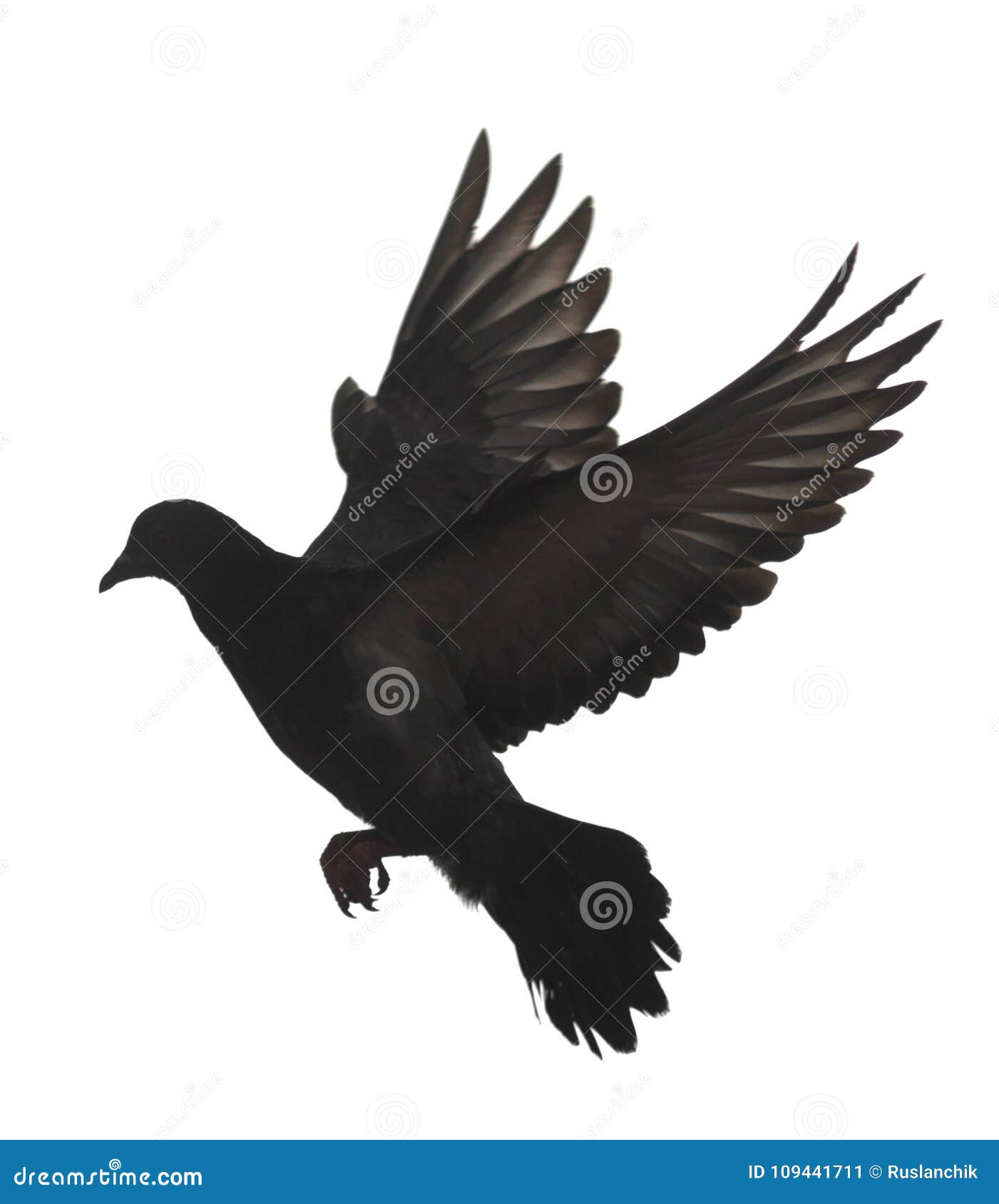 Paloma negra en blanco imagen de archivo. Imagen de pluma 109441711