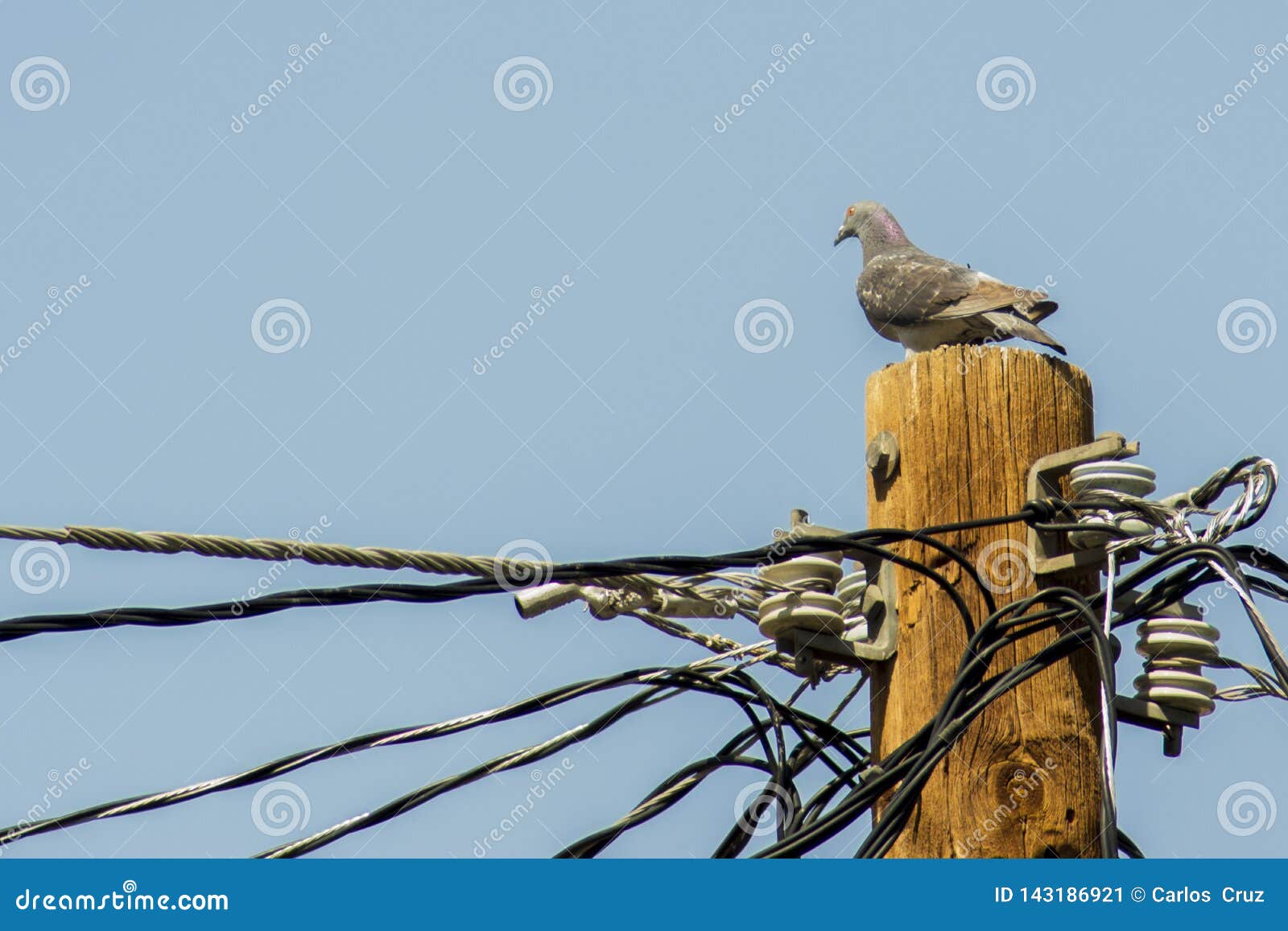 paloma pigeon is standing on the electric pillar