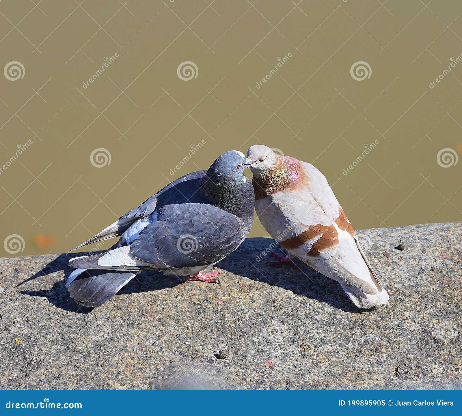 palomas besandose